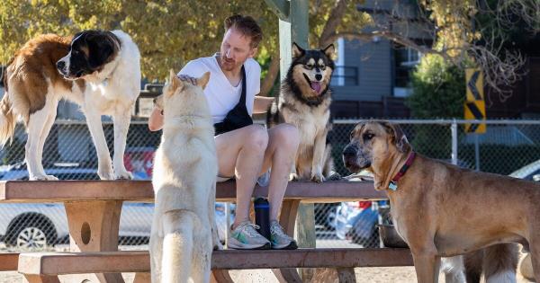 兽医推荐3种高智商且易训犬种，同时指出3种较难训练的品种