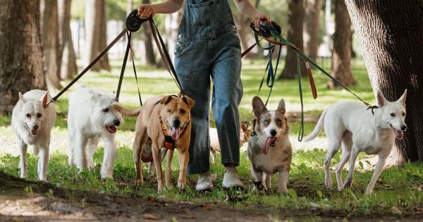 我是训犬师：这3种狗最好养，懒人首选！
