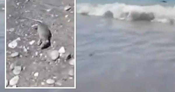 日光浴者惊恐逃离海滩，数十只死鼠冲上岸边