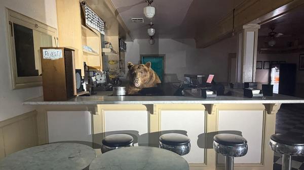 一只熊走进冰淇淋店草莓毫无还手之力